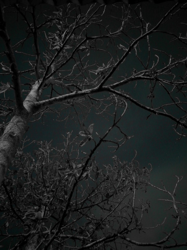 Árbol