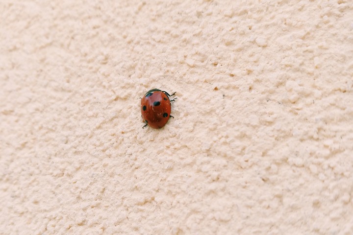 ladybug