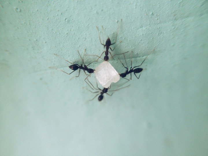 Ants and Sugar