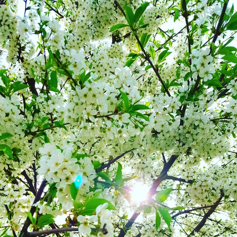 cherryblossom