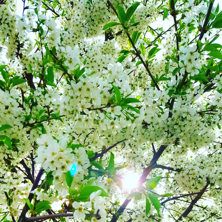 cherryblossom