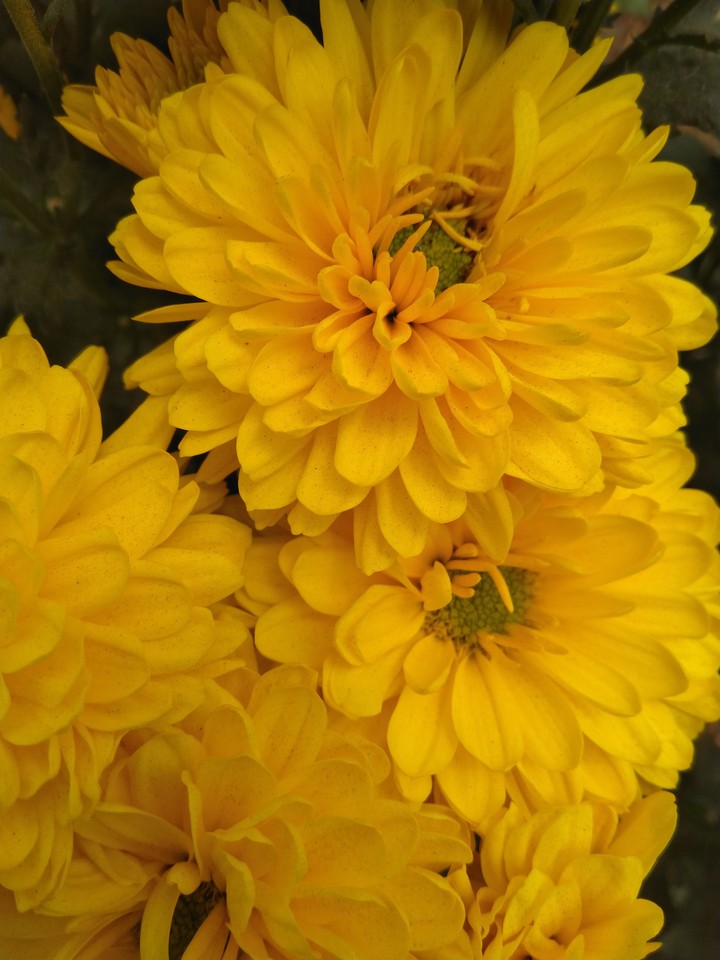 yellow pompón