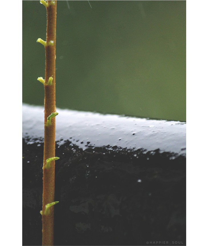 rains