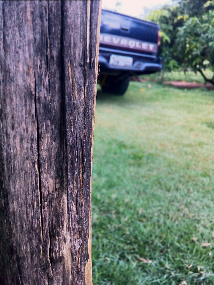 Woody