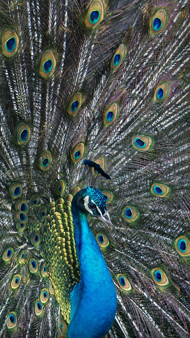 Peacock