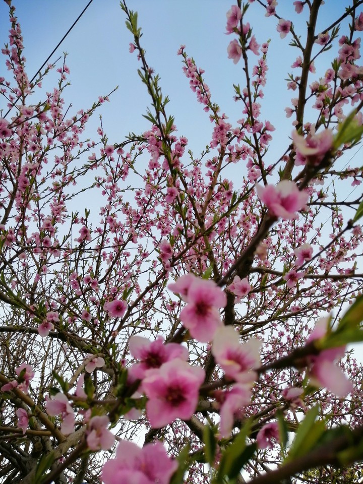 spring