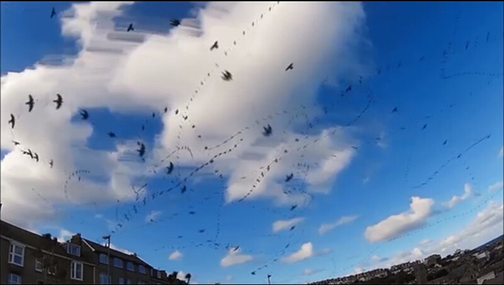 Wow, pájaros locos