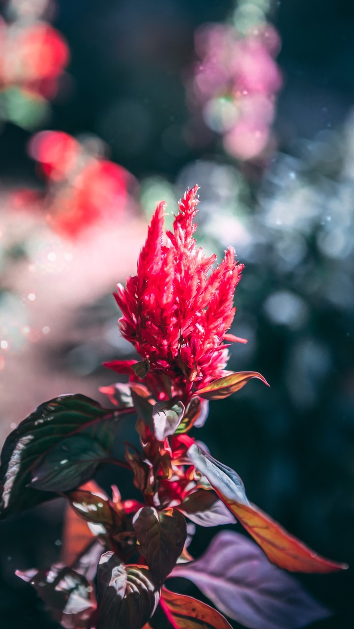 flower (: