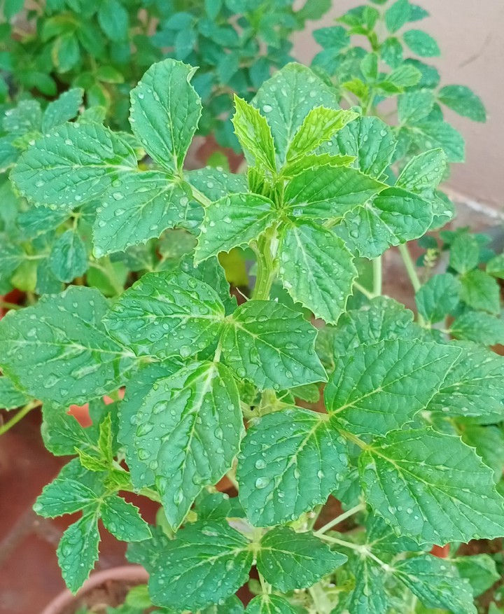 rain effect