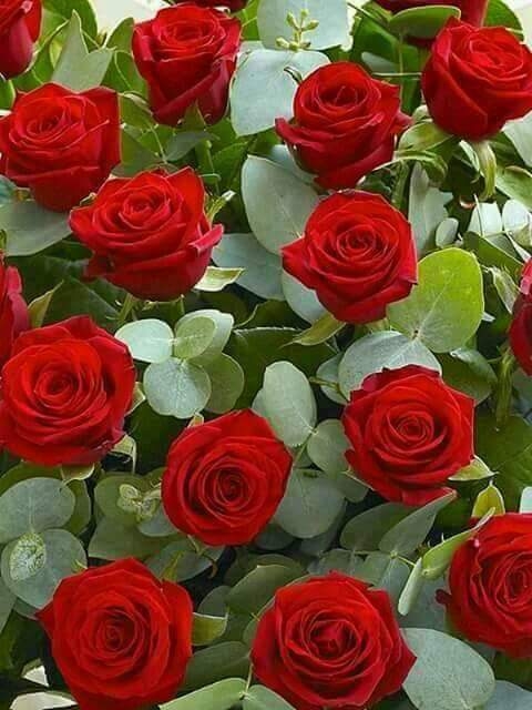 Rose red grenn..