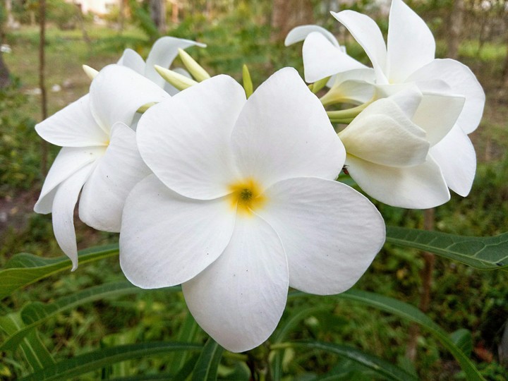 Plumeria