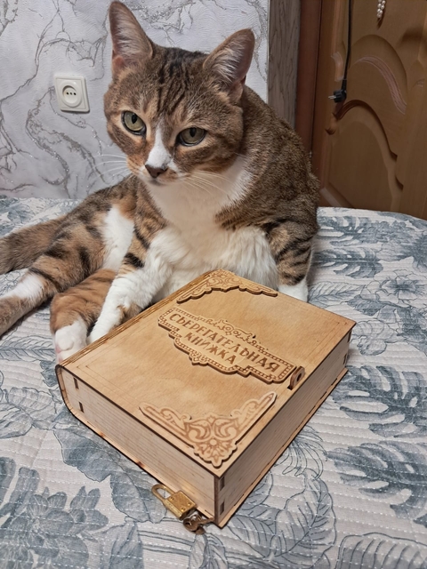 Cat, Felidae, Felinae