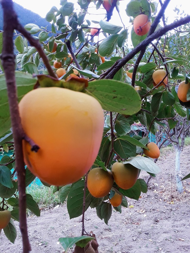 fruit tree