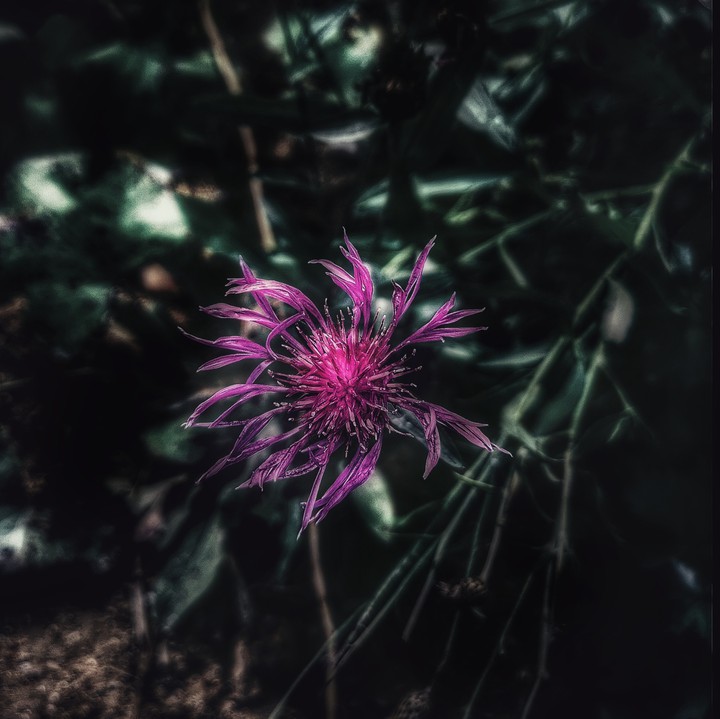 magia