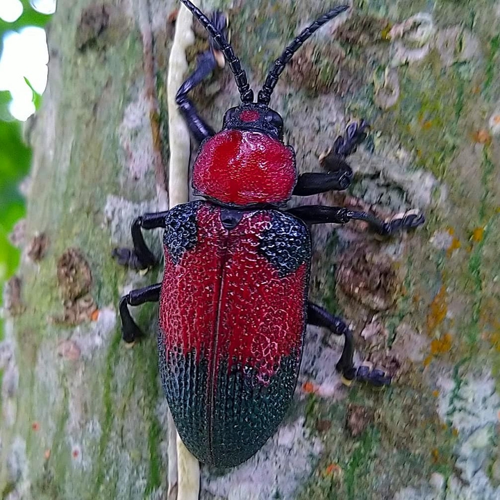 Besouro (Beatle)