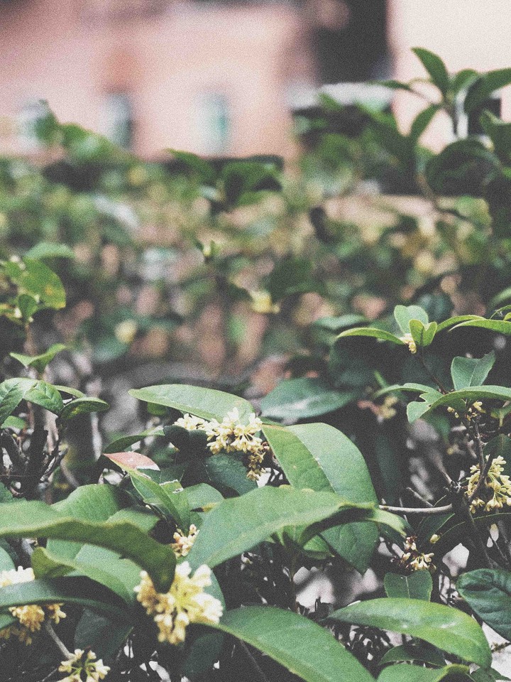 Osmanthus fragrans