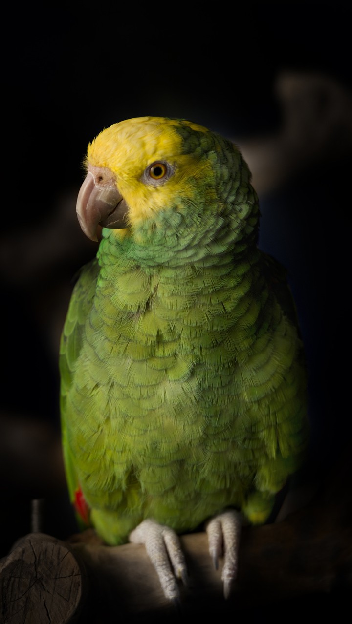 Love bird