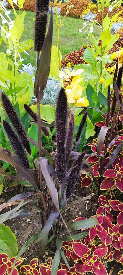 sfondi lobelias, broomrapes