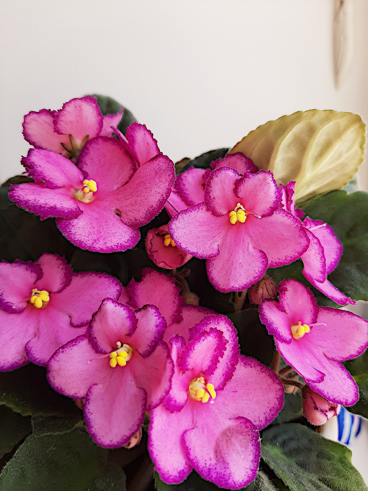 violet