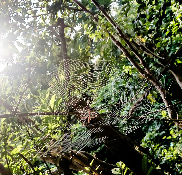 spider web