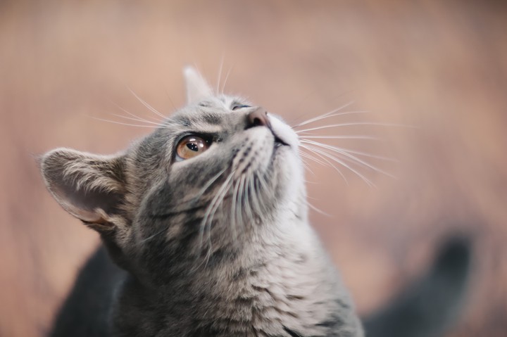 Cat look