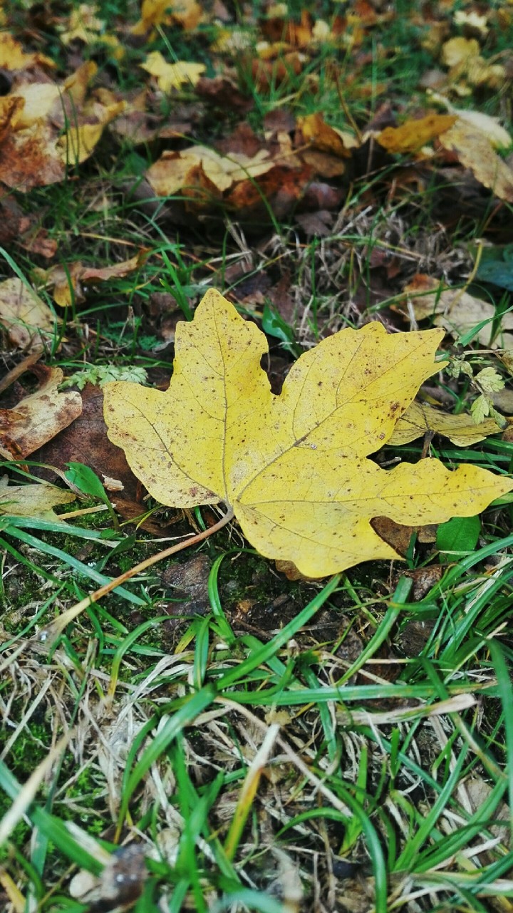leafe