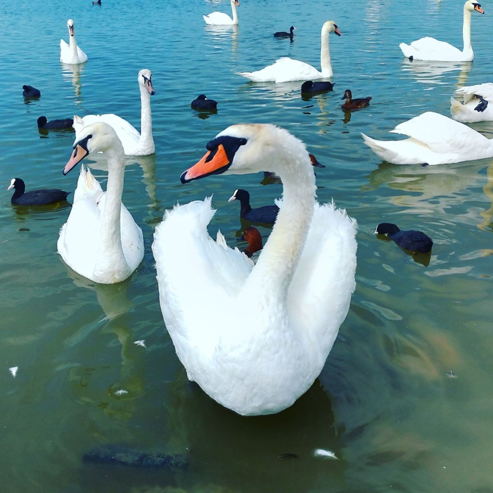Ducks and Swans