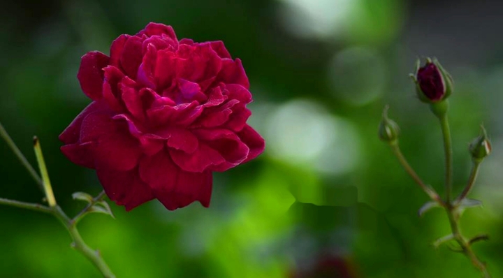 rose and bud