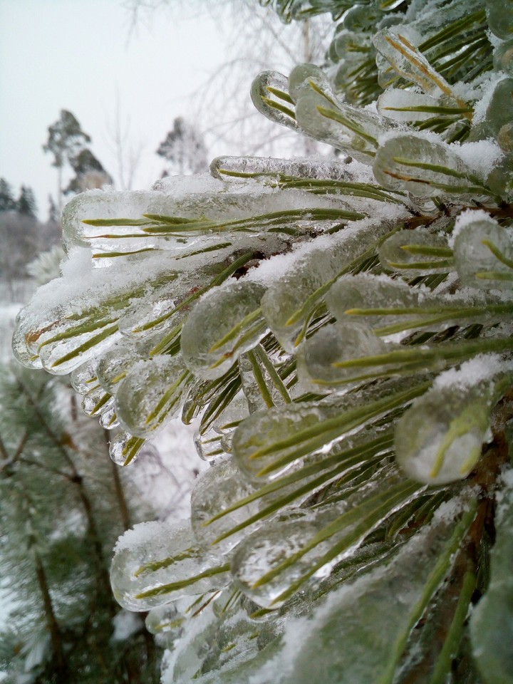 tree
