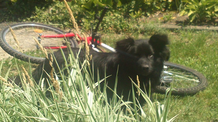 Dog
