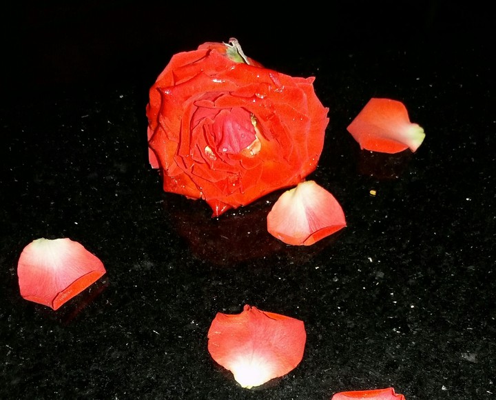 Rose