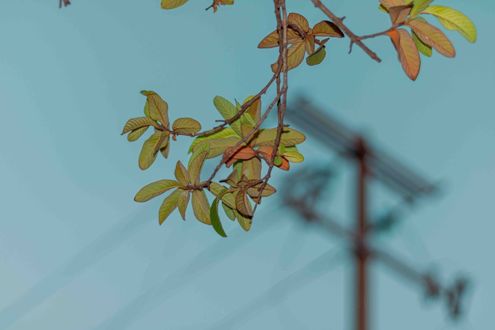 branches
