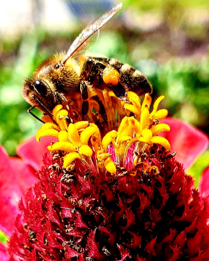 Bee at work