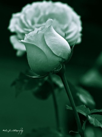 Green Rose
