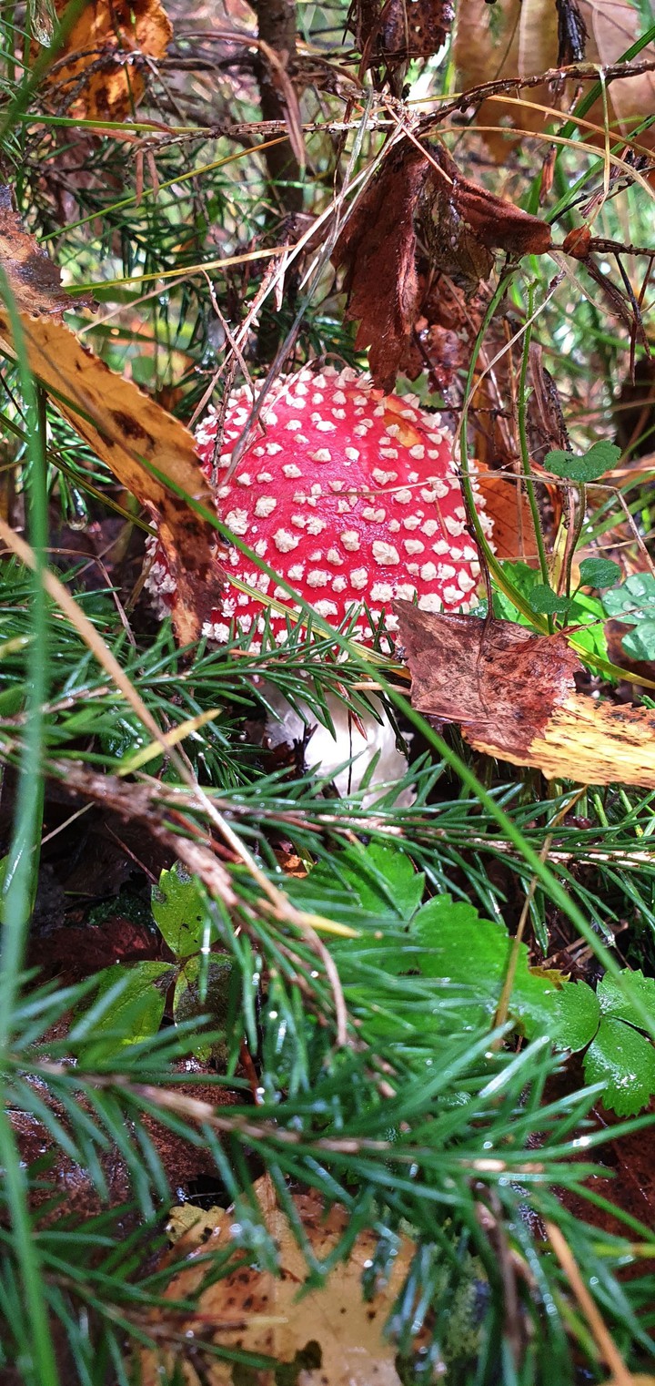 red mushroom ?