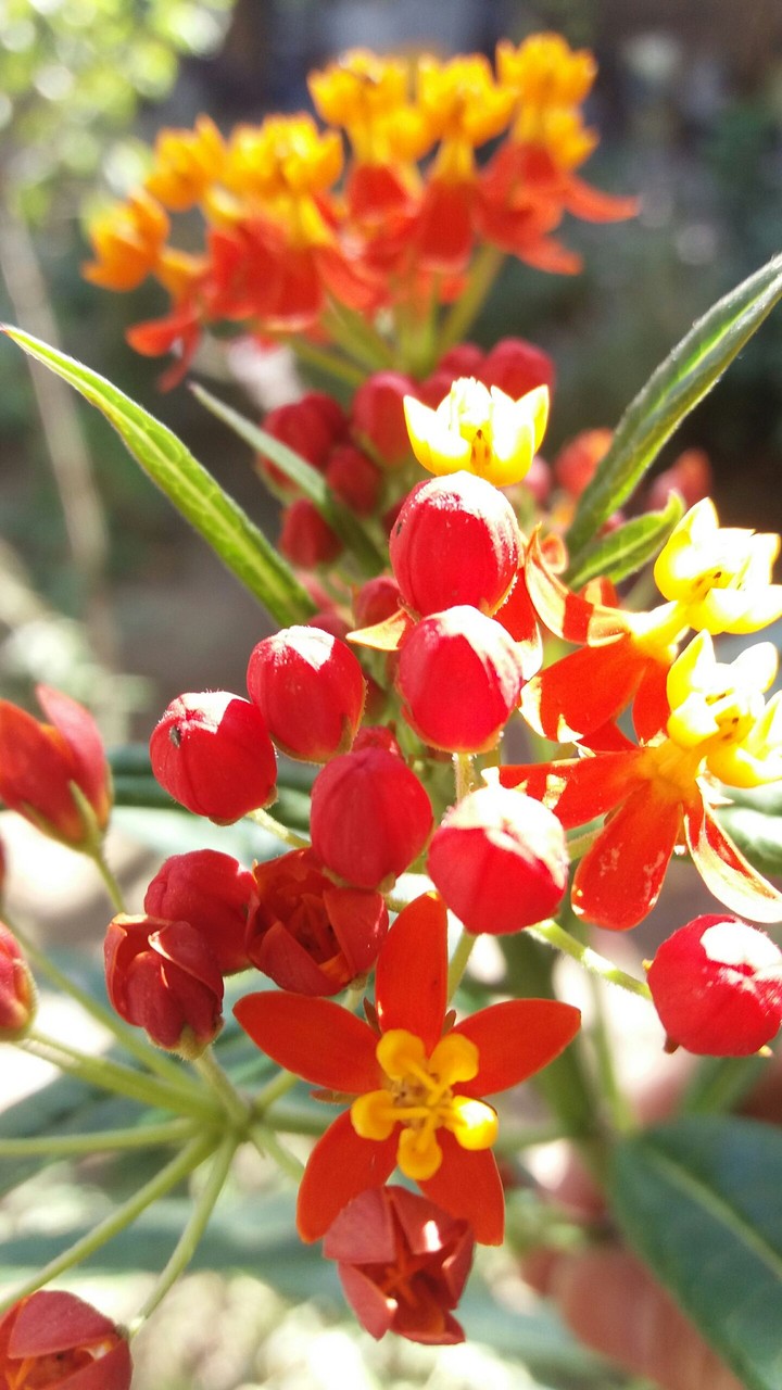 flower aggonbad