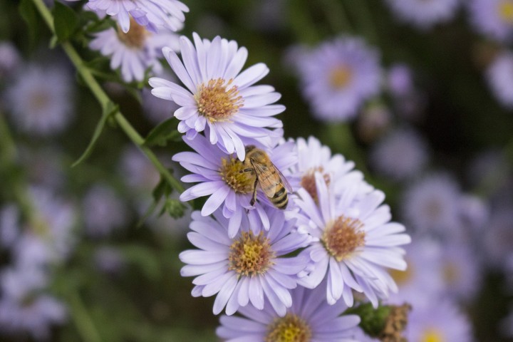 wasp in autumn