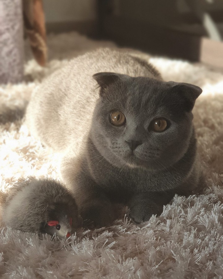 кот