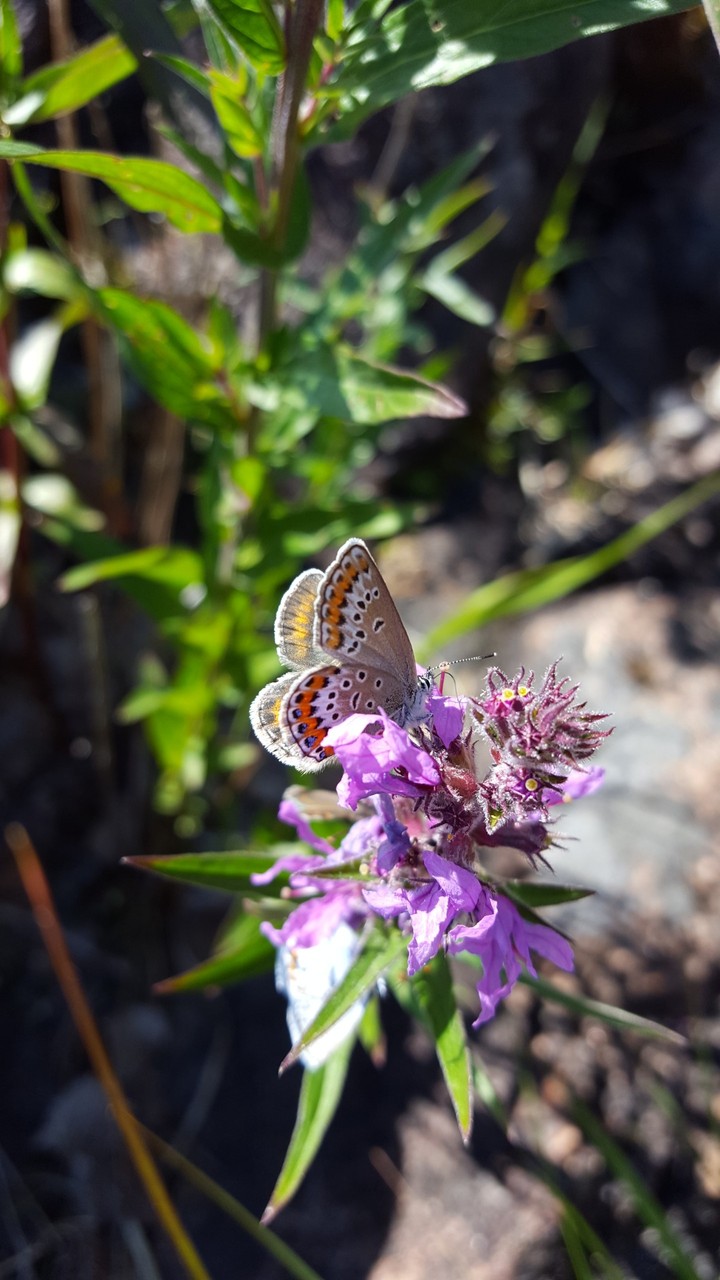 a butterfly