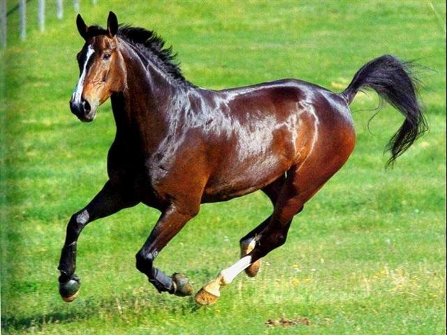 horse running