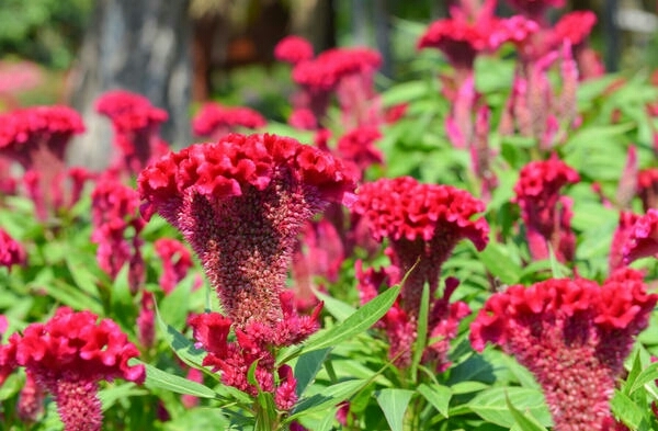 Flowers