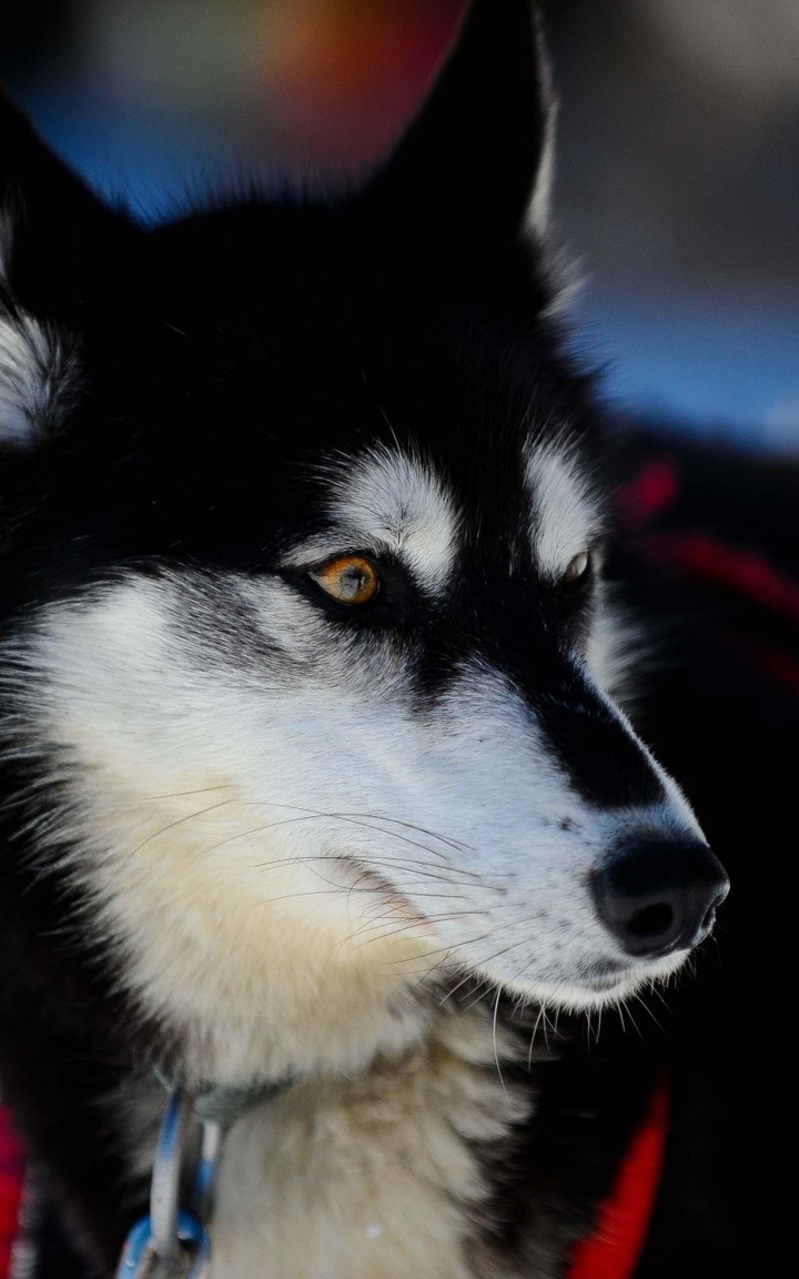 husky Wolfdog dog