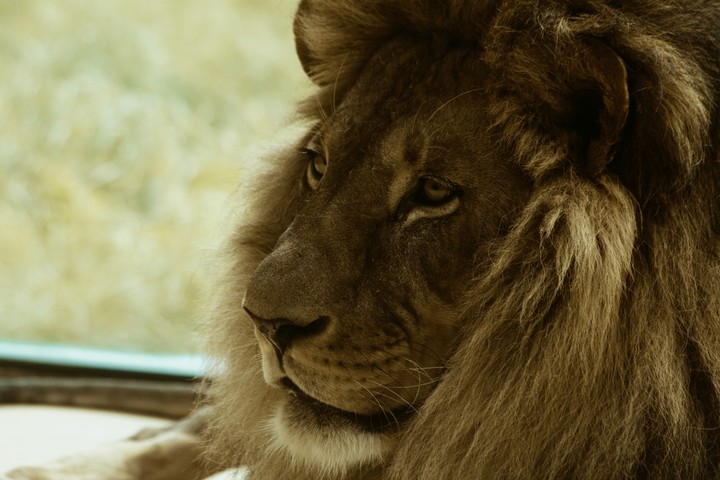 lion