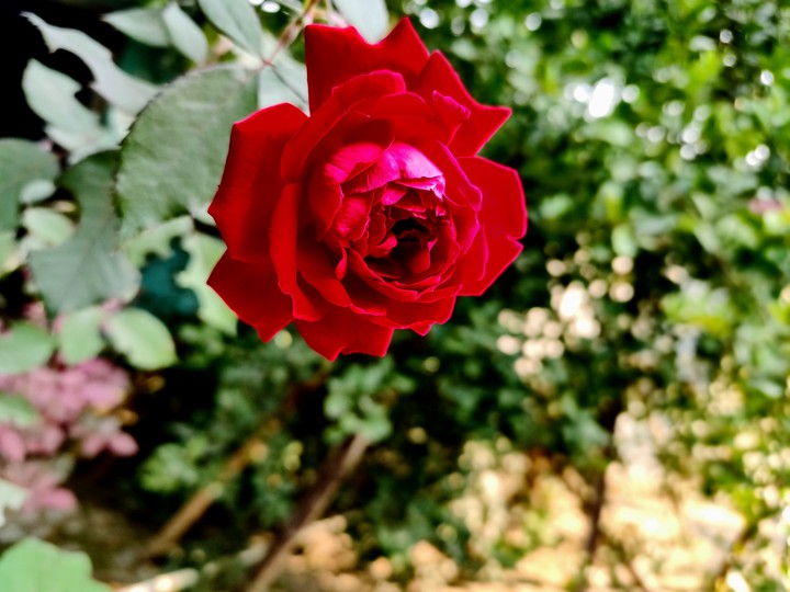 Rose