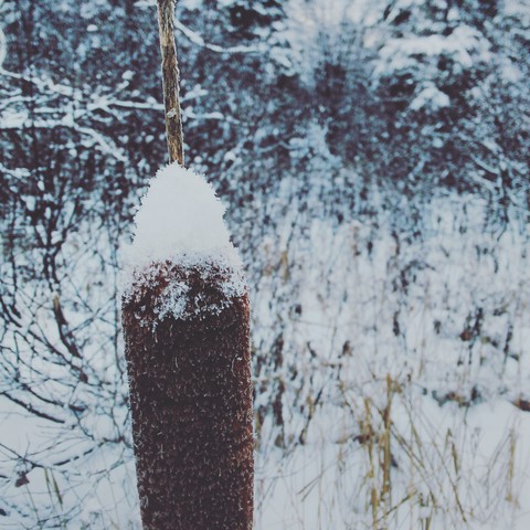 Winter Cattails