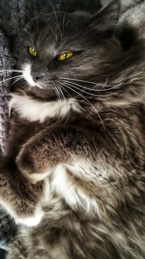 Sipoo
