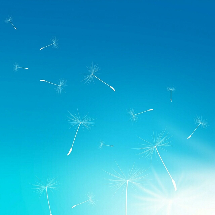 Dandellion's with blue sky....