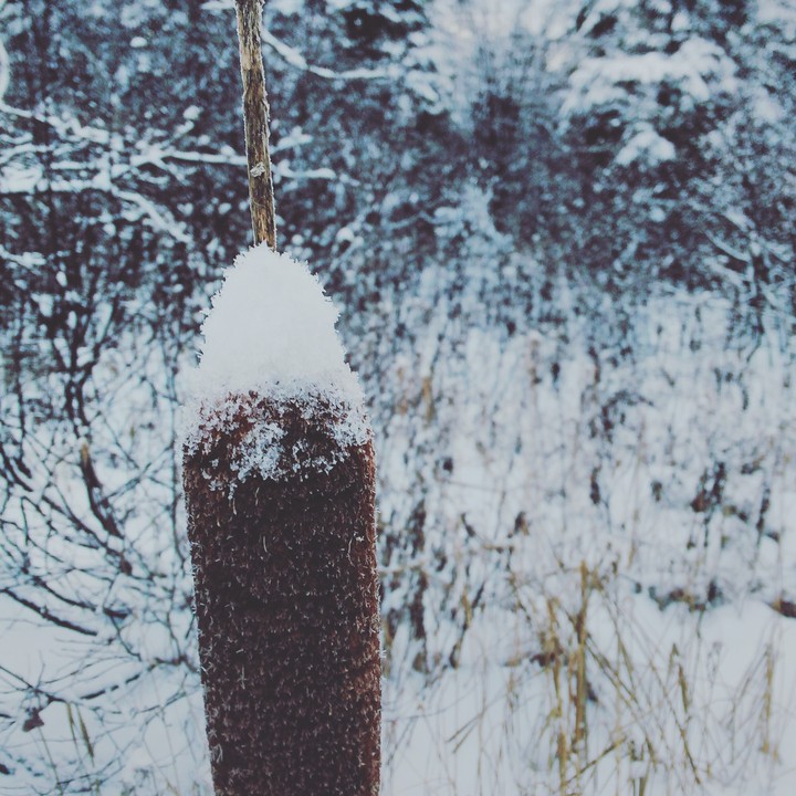 Winter Cattails