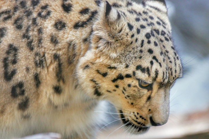 Snow Leopard