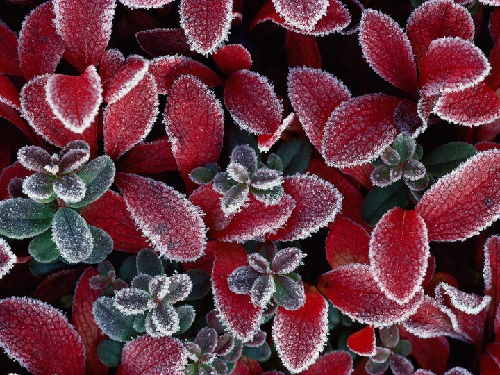 THE BEAUTY OF THE COLD